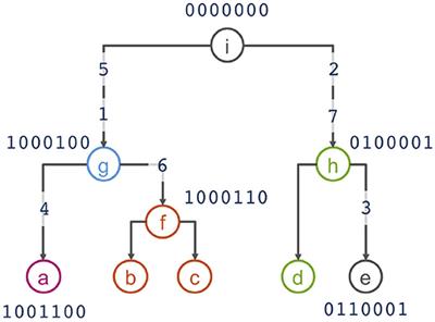 Hierarchical Modelling of Haplotype Effects on a Phylogeny